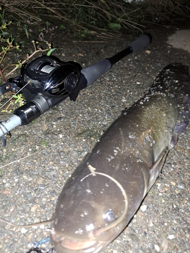 ナマズの釣果