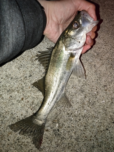 セイゴ（マルスズキ）の釣果