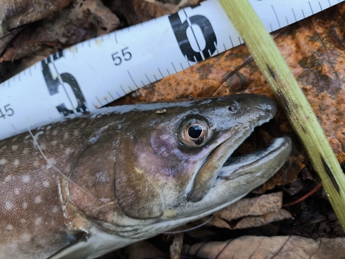 アメマスの釣果