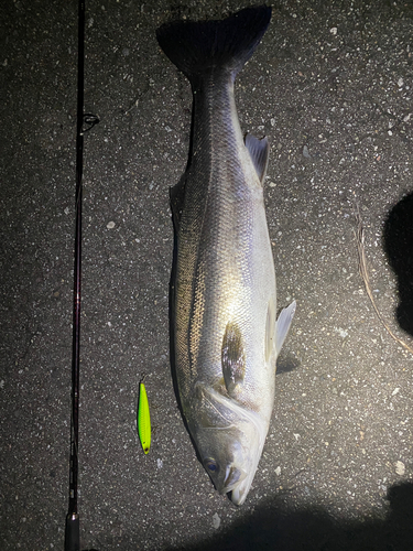 シーバスの釣果