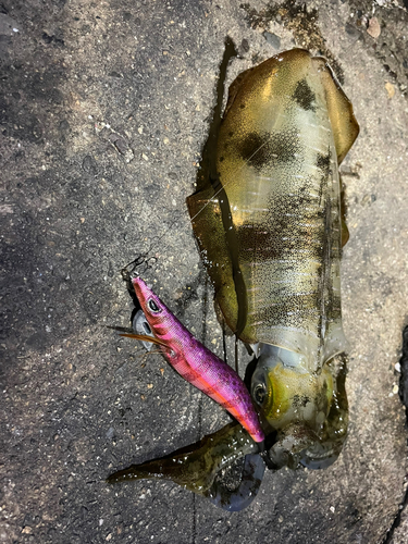 アオリイカの釣果