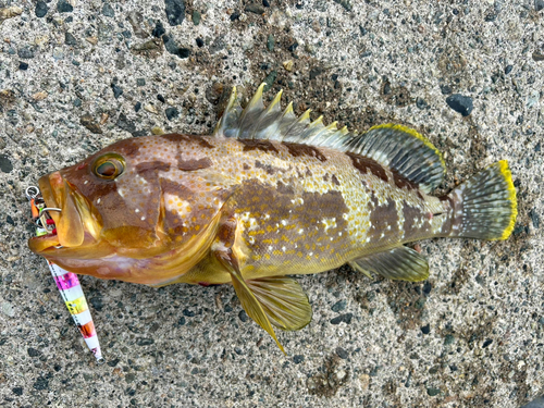 アオハタの釣果