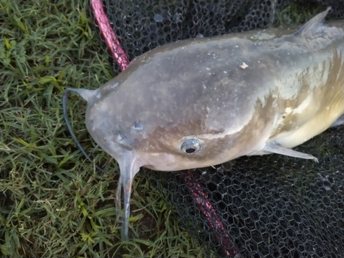 アメリカナマズの釣果