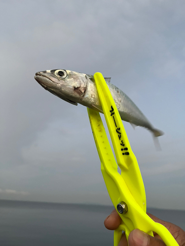 サバの釣果