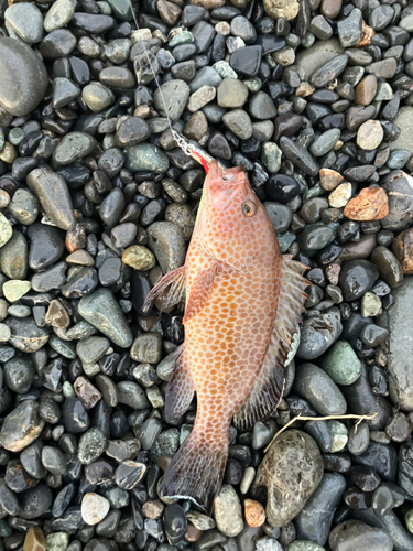 オオモンハタの釣果