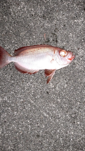 キントキダイの釣果