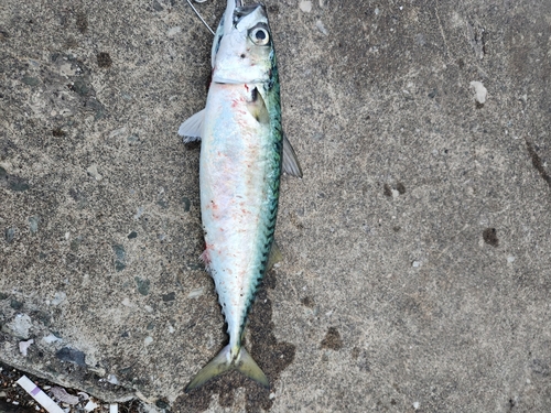 三陸海岸（青森）