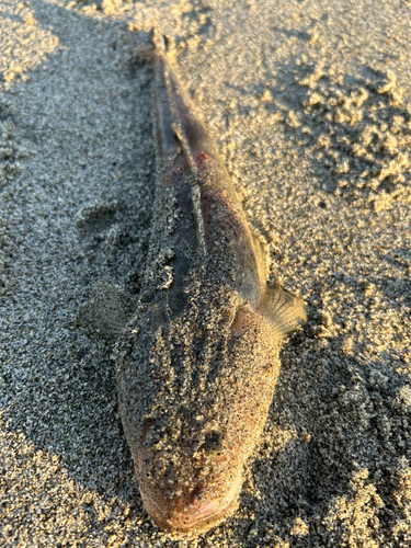 マゴチの釣果