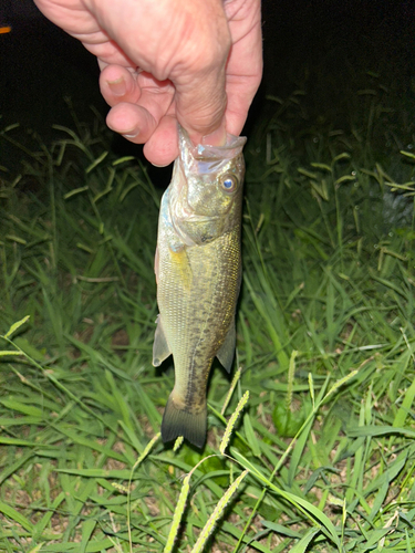 ラージマウスバスの釣果