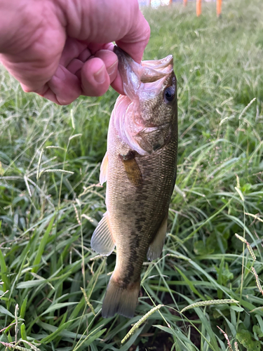 ラージマウスバスの釣果