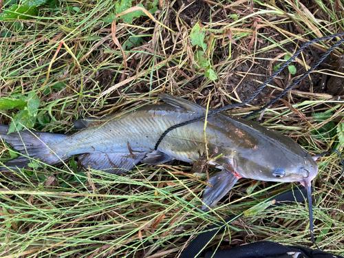 アメリカナマズの釣果