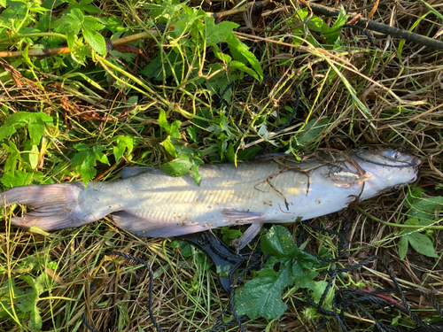 アメリカナマズの釣果