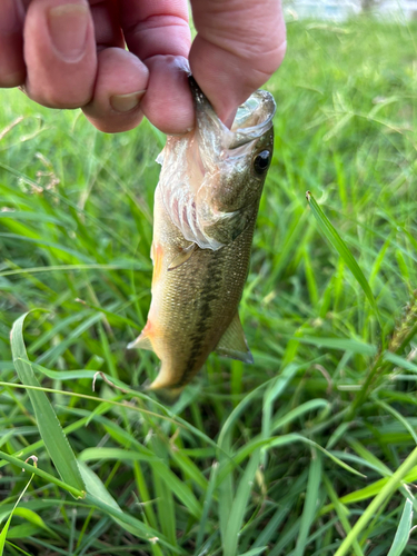 ラージマウスバスの釣果