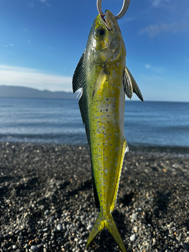 片浜海岸