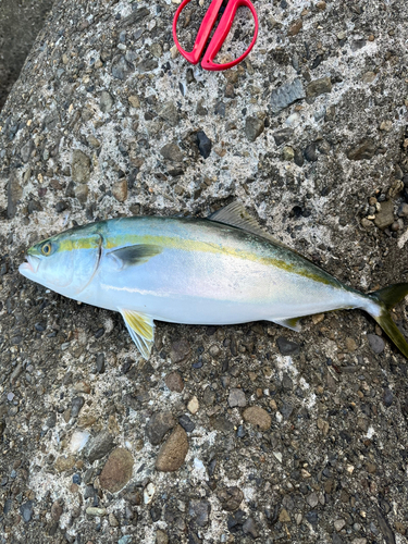 ハマチの釣果