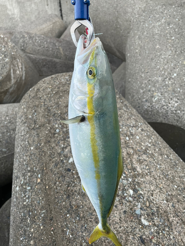 ツバスの釣果