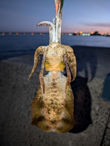 大阪湾