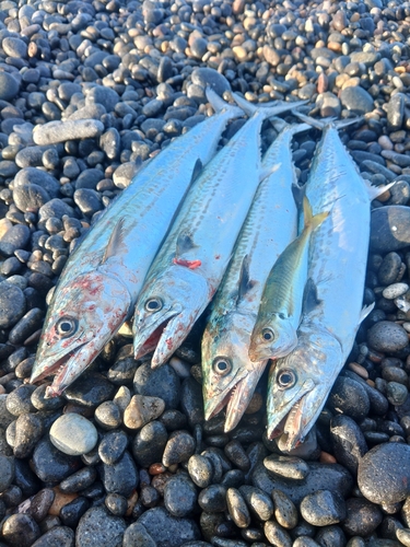 サゴシの釣果