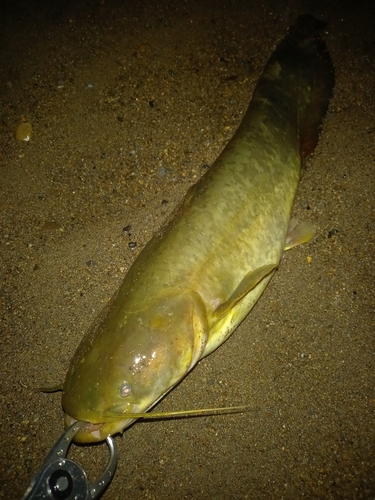 ナマズの釣果