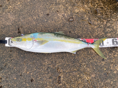 イナダの釣果