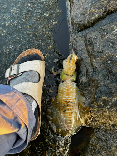 小八幡海岸