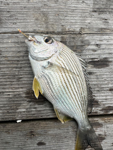 ヘダイの釣果