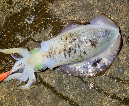 アオリイカの釣果