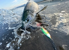 アキアジの釣果