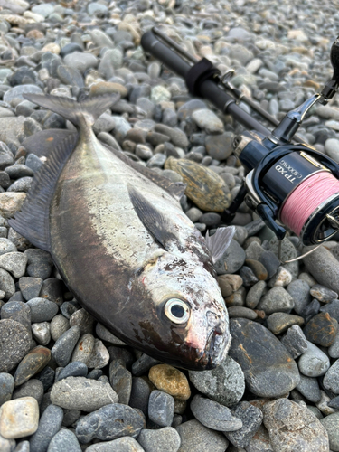 オキアジの釣果