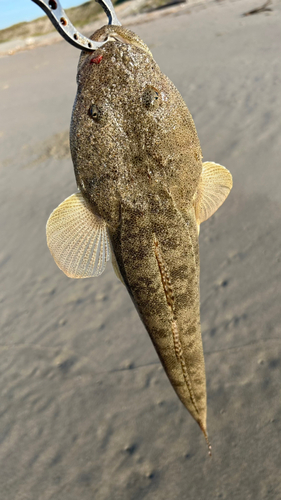 マゴチの釣果