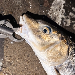 ニゴイの釣果