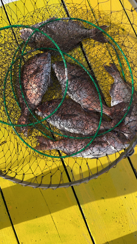 マダイの釣果