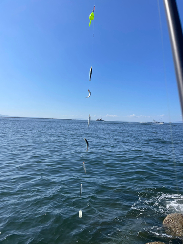 ウルメイワシの釣果