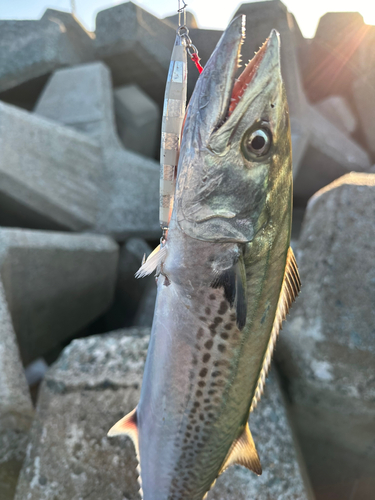 サゴシの釣果