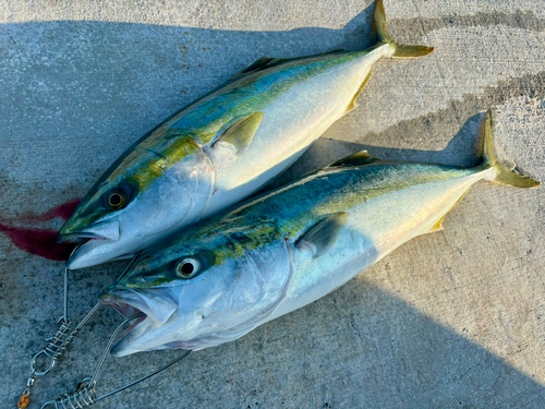 イナダの釣果