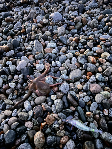 タコの釣果