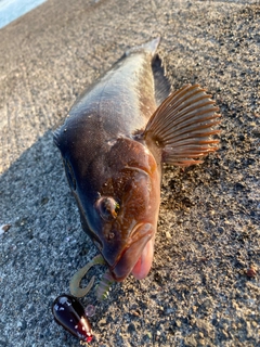 アイナメの釣果