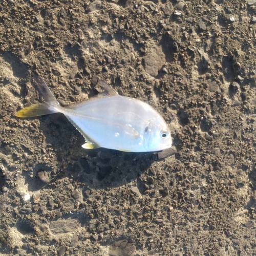 カイワリの釣果