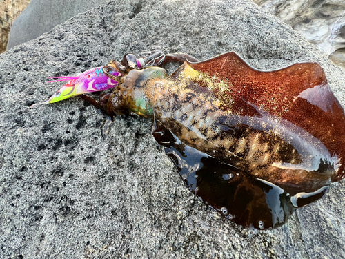 アオリイカの釣果