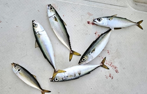 サバの釣果