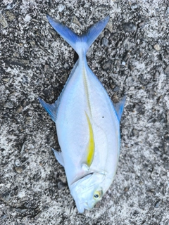 オニヒラアジの釣果