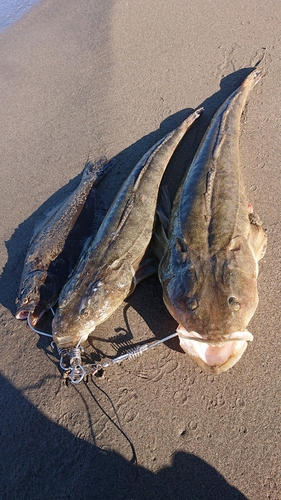 マゴチの釣果