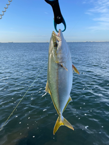 イナダの釣果