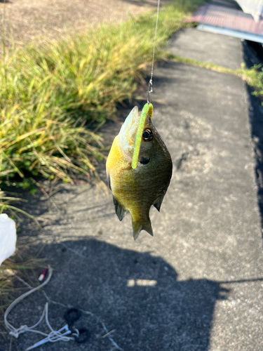 ブルーギルの釣果