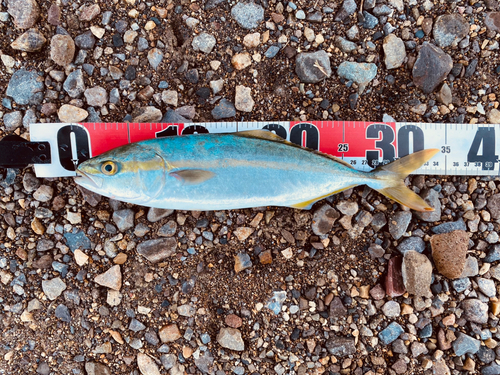 ワカシの釣果