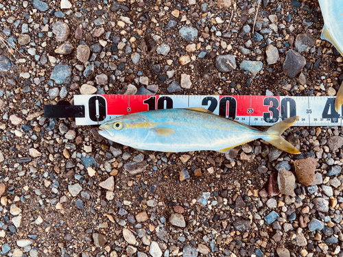 ワカシの釣果