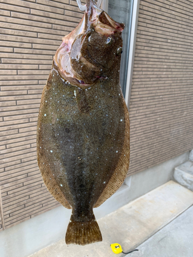 ヒラメの釣果