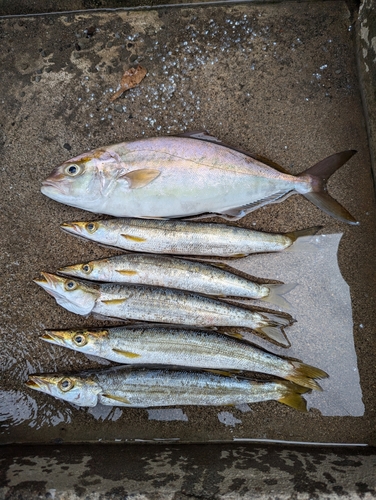 ネリゴの釣果