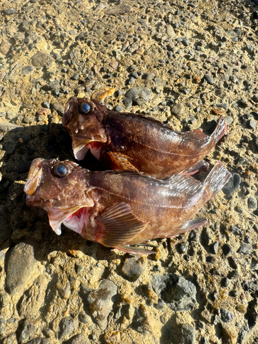 カサゴの釣果