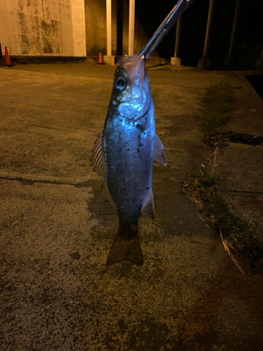 セイゴ（ヒラスズキ）の釣果